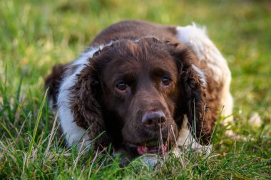 İngiliz Springer Spaniel, yürüyüş sırasında tenis topuyla çimlere uzanır. Av köpeği yavruları. Kuş yakalayan köpek. İngiliz Springer Spaniel, yürüyüş sırasında tenis topuyla çimlere uzanır. Av köpeği yavruları. Kuş yakalayan köpek..