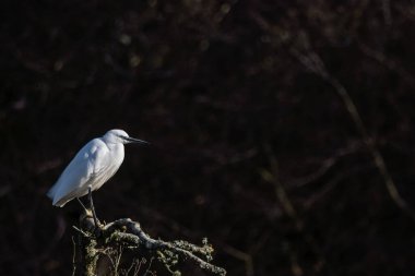 Küçük Egret, Riverside 'da bir ağaçta oturup balıkları izledi. Bir dala tünemiş, uçmayı ve yemeğini yakalamayı bekliyor. Kontrastlı ışık bu kuşun parlak beyaz tüyünü vurgular.. 