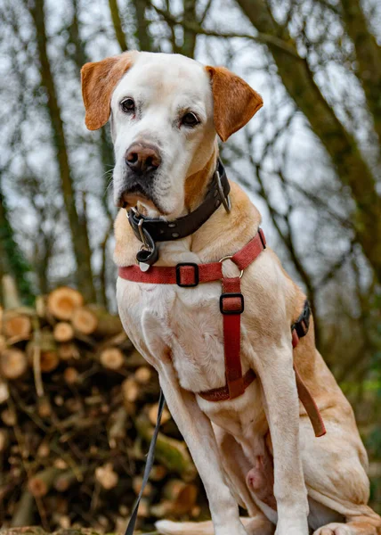 Mastiff, A strong breed of dog wearing a harness sat against a cut wood log pile looking to camera in the evening sunlight. Spanish Mastiff or Mastn is a breed of dog from Spain.