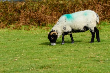 Horned sheep grazing on moorland at Dartmoor national park. clipart