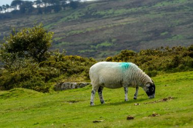 Dartmoor Ulusal Parkı 'nda boynuzlu koyunlar otluyor..