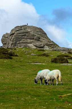 Sheep and cattle graze together on Dartmoor's national parkland. Livestock animals cohabiting in a harsh environment. clipart