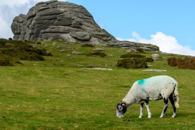 Sheep and cattle graze together on Dartmoor's national parkland. Livestock animals cohabiting in a harsh environment. clipart