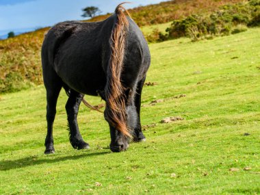 Dartmoor midillisi, Hardy soyundan, ulusal park arazisinde otluyor. Bu vahşi at Devon Heathland 'de yaşıyor..