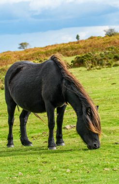 Dartmoor midillisi, Hardy soyundan, ulusal park arazisinde otluyor. Bu vahşi at Devon Heathland 'de yaşıyor..