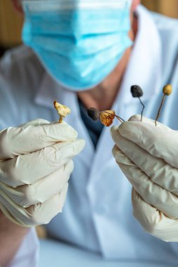 Mikro doz, sihirli mantarları tıbbi ya da eğlence amaçlı kullanım için psikedelik ilacın alternatif tedavileri için laboratuarda hazırlamak. Ağrı kesici, endişe ve travma sonrası stres bozukluğu tedavisi. Laboratuvar teknisyeni..