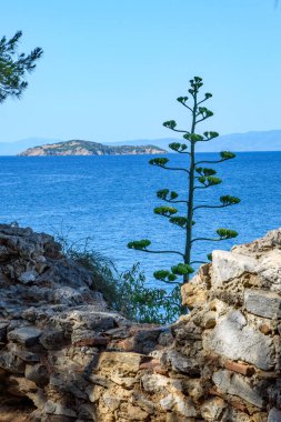 Yüzyıllık bitki, manzaralı deniz manzaralı. Agave, Aloe Ege Denizi 'nin yamacına dikildi. Yunanistan 'ın Skiathos Adası' nın mavi gökyüzü ve su manzarası. 