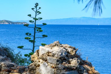 Yüzyıllık bitki, manzaralı deniz manzaralı. Agave, Aloe Ege Denizi 'nin yamacına dikildi. Yunanistan 'ın Skiathos Adası' nın mavi gökyüzü ve su manzarası. 