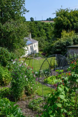 Kır evi sebze bahçesi ve bahçe. Fasulye kamışı ve yumuşak meyveler çimlerin üzerinde yetişir..