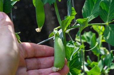 Sebze bahçesinde büyüyen bezelye bitkileri. Hasat için olgunlaşan bezelye kabuklarına tırmanıyorum. Sağlıklı, temiz yemek..