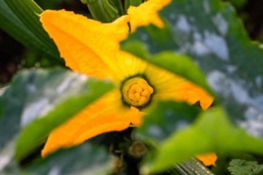 İlik, kabak ya da kabak çiçekleri sebze tarlasında yetişiyor. Taze yetiştirilmiş mutfak bahçesi. Organik kabak üretimi.