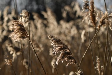 Altın güneş ışığında uzun su kamışları