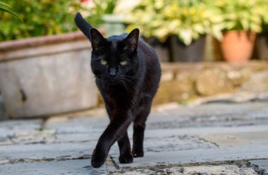 Siyah kedi avluda bacak bacak üstüne atmış yürüyor.. 
