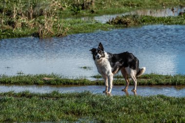 Border Collie bataklıklarda oynar, sahiplerinin komutasına cevap verir, hız ve çok yönlülük, koklayıcı köpek.