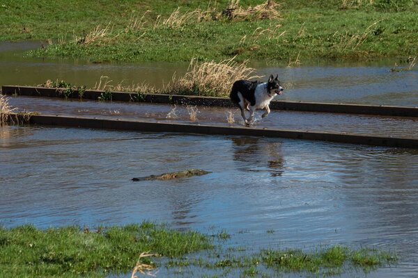 Border Collie plays in the wetlands, Intelligent and responsive to his owners command., speed and versatility, sniffer dog