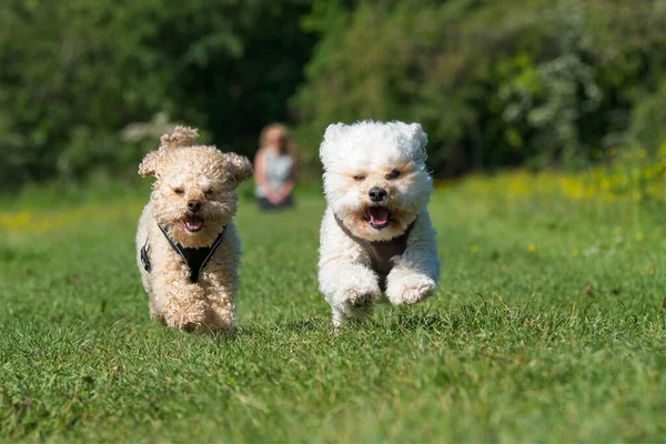 Bir Fino ve bir Bishon Frise güzel yeşil ve sarı bir tarlada kameraya doğru koşuyorlar. Köpeklere sıkı odaklan ve hızlı deklanşör köpeklerin enerjisini ve heyecanlı yüzlerini yakala..