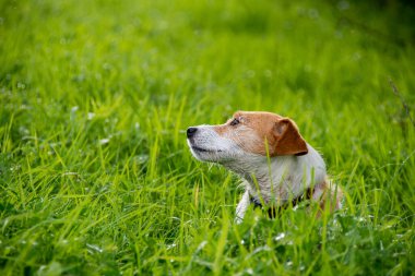 Uzun saçlı bir Jack Russell köpeği, uzun, canlı yeşil çimenlerin bir tarafına bakar. Köpeklerin gözlerine odaklan..