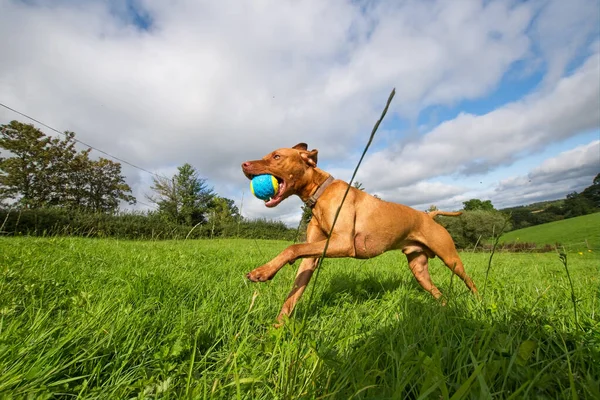 Vizsla dog running wide angle picture. Dramatic action picture of this beautiful Hungarian hunting dog. Wide angle distortion and subtly enhanced color for effect.