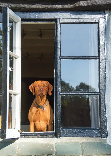 Vizsla dog in a country house window looking straight to camera.