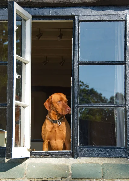 Vizsla köpeği bir kulübe penceresinde yüzünde küstah bir ifadeyle. 