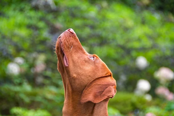 Vizsla köpek portresi köpek gökyüzüne doğru bakıyor..