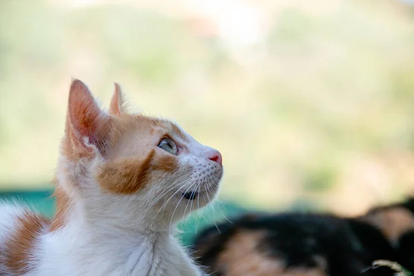 Kitten looking up with a beautiful face. Selective focus on the cats eye. Soft outdoor Bokeh.