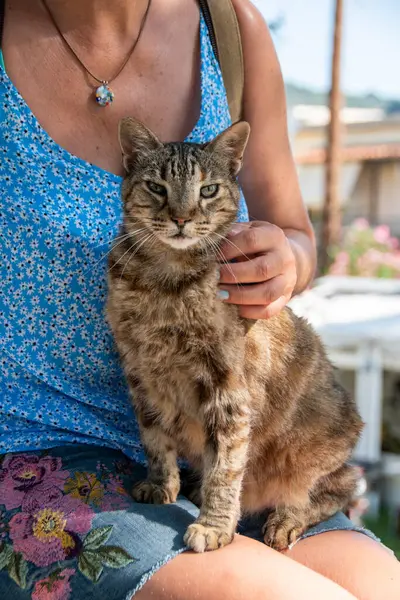 Skiathos cat sat on a lady. Selective focus on its eyes. One of the many homeless cats from the Greek island of Skiathos. Skiathos cat welfare association feed and neuter these semi wild felines.