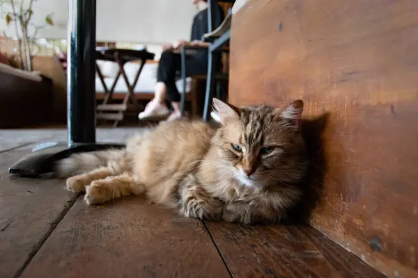 Long haired tabby cat laying on the wooden floor of a coffee shop. Brown natural themed picture of a beautiful cat. Selective focus on the cats face. Very subtle vignette applied to the edges.