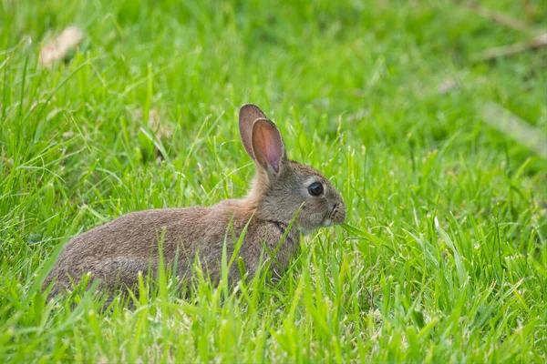 A wild rabbit in a green field. A brown rabbit look alert as it watches for predators.