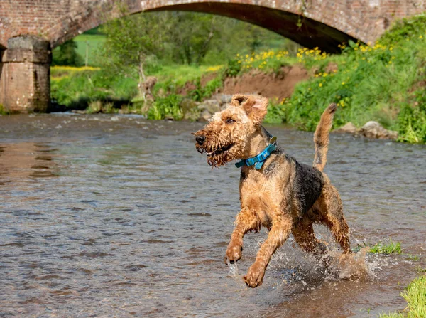 Bir Airedale Terrier köpeği mutlulukla nehire atlıyor. Dikkatini köpeğin gözüne ver.. 