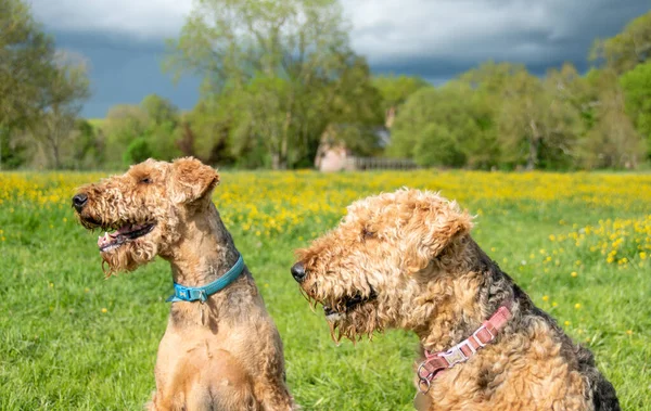 Sarı çiçek tarlasında bir çift Airedale teriyeri köpeği. Öndeki köpeklerin gözlerine odaklan.. 