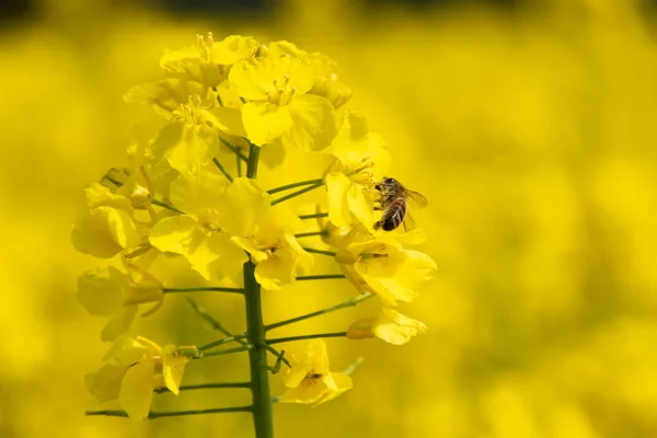 A Bee on the head of a vibrant yellow rape seed flower. Collecting pollen against a soft bokeh background. Selective focus on the Bee. Copy space.