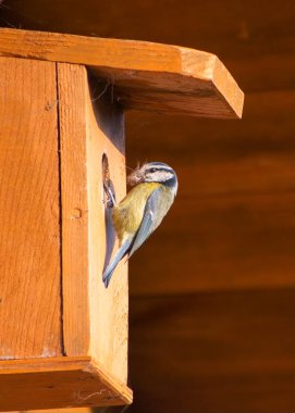 A blue tit in spring about to go into a nest box with nest building material in its beak. Colorful sunlit image capturing this beautiful garden bird. Spring season. 