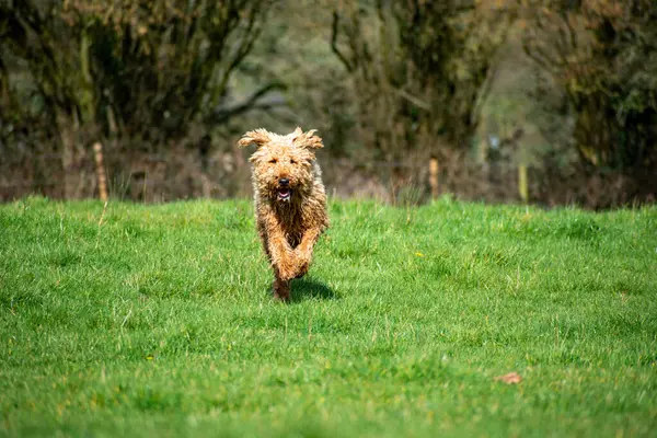 An Airedale Terrier runs towards camera across a green field. Sharp image of a dog exercising with the focus on the dogs face.