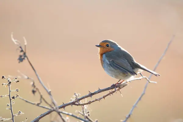 Bir dala tünemiş bir Robin. Gün ışığından oluşan bir atmosfer, yumuşak odaklı şeftali arka planına bakarken kuşların tüylerini ortaya çıkarıyor. Erithacus rubecula. Boşluk düzenleyici resmi kopyala.