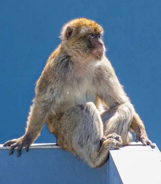 Barbary Macaque monkey sits nonchalantly on a wall. Looking cool and unfazed. Taken on Gibraltar Rock. Known as the Rock Apes these monkeys inhabit this British dependency.