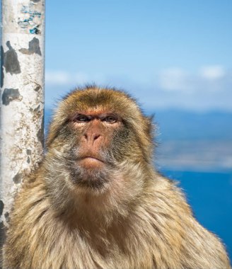 Barbar Macaque maymun gizemli bakışları. Bir maymun yüzünde meraklı bir bakışla kameraya bakar. Cebelitarık Kayası 'nda çekildi. Kaya Maymunları olarak bilinen bu maymunlar bu İngiliz bağımlılığında yaşıyorlar..