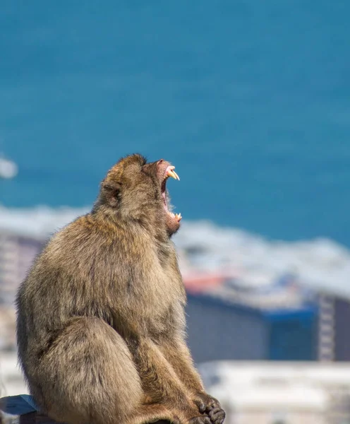 Barbar Macaque maymunu dişlerini gösteriyor. Büyük bir primat ağzını kocaman, keskin dişlerini gözler önüne serer. Cebelitarık Kayası 'nda çekildi. Kaya Maymunları olarak bilinen bu maymunlar bu İngiliz bağımlılığında yaşıyorlar..