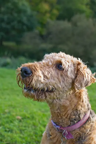 A smiling Airedale Terrier in a green field. Portrait of this gorgeous breed of dog. Selective focus on the dogs face.