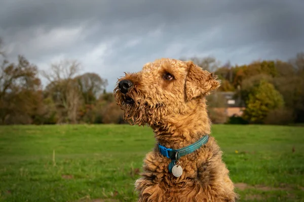 Kırsal bir yerde Airedale Terrier köpeği. Köpeğin etrafında bir vignette izleyicilerin gözlerini köpeklerin yüzüne çeker.. 