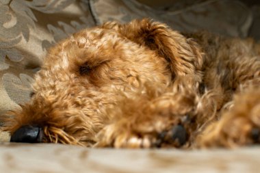 Ulusal evcil hayvan ayı. Bir Airedale Teriyeri yakından uyuyor. Köpeklerin kapalı gözlerine odaklan..