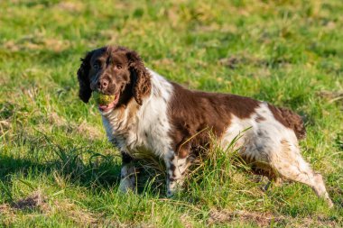 Kahverengi ve beyaz kürklü bir springer spanyel yan profilde dururken kameraya bakar..
