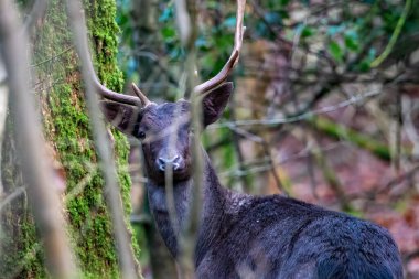 Orman ortamında bir geyik. Melanist siyah geyik. 