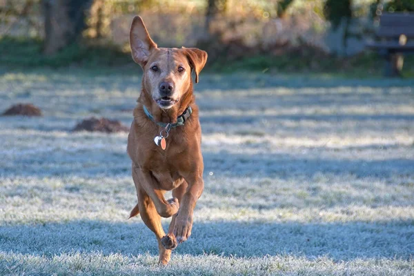 Red fox Labrador. Portrait of this attractive looking dog as she runs towards camera in a cold frosty field. Selective focus on the dogs face.