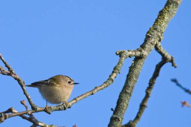 Bir dalın üzerine tünemiş bir Firecrest kuşu. Güneş ışığı, mavi gökyüzü arka planına bakarken kuşların tüylerini ortaya çıkarır. Boşluk düzenleyici resmini kopyala.