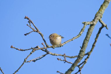 Bir dalın üzerine tünemiş bir Firecrest kuşu. Güneş ışığı, mavi gökyüzü arka planına bakarken kuşların tüylerini ortaya çıkarır. Boşluk düzenleyici resmini kopyala.
