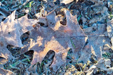 Karla kaplı bir yaprağın kış görüntüsü. Buz saçakları ve sabahın erken saatlerinde güneş ışığı bu mevsimsel konsept resmi güçlendirir.. 