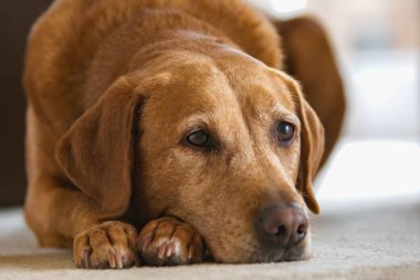Kızıl Tilki Labrador. Sıcak bir halıya uzanmış bu çekici köpeğin portresini yakından çek. Köpeğin sol gözüne odaklan.. 