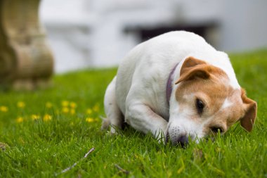 Jack Russell Terrier yeşil çimlerde ve sarı çiçeklerde yuvarlanıyor. Sevimli evcil köpek..