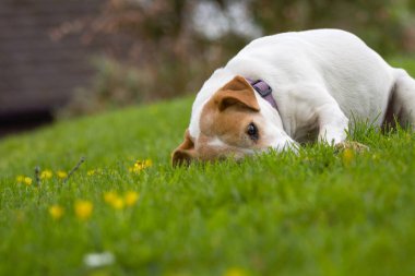 Jack Russell Terrier yeşil çimlerde yuvarlanıyor. Sevimli evcil köpek..